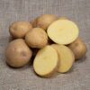 seed potatoes Meera