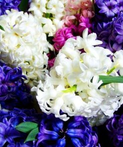 Hyacinth Mixed