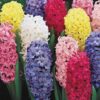 Prepared Hyacinth Mixed