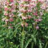 Morina longifolia