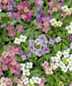 Alyssum Magic Circle