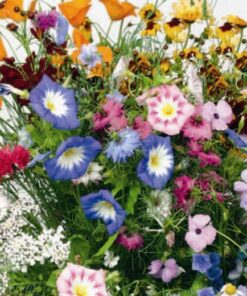 Scatter Seeds Annual Mixed