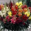 Antirhinum Snapdragon Mixed