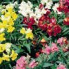 Antirrhinum Tom Thumb