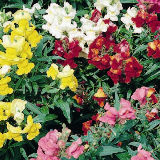 Antirrhinum Tom Thumb