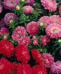 Aster Colour Carpet