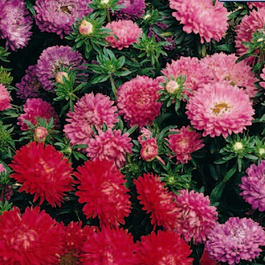 Aster Colour Carpet