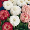 Bellis Perenis