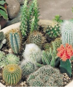 Cactus Mixed