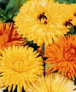 Calendula Art Shades