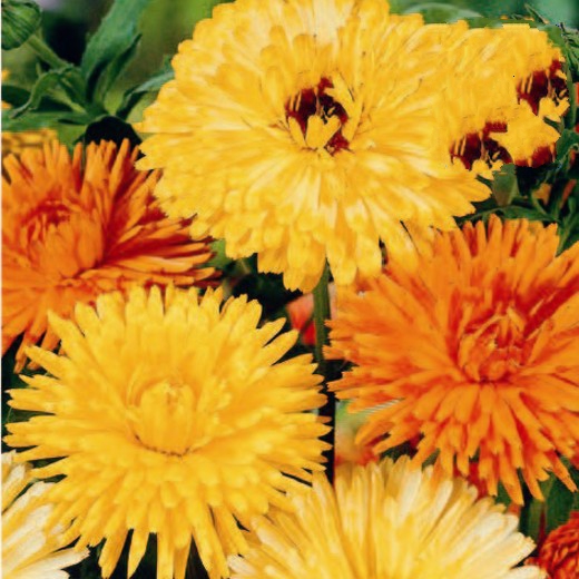 Calendula Art Shades