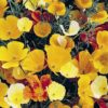Calfornian Poppy
