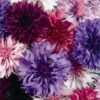 Cornflower Polka Dot