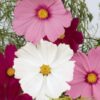 Cosmos