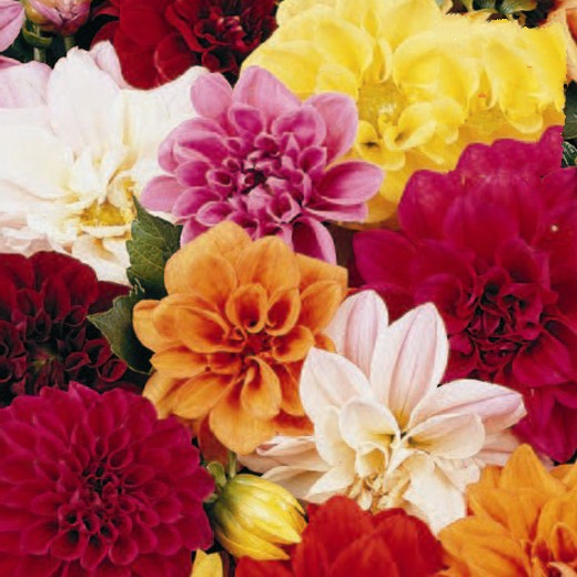 Dahlia Unwins Dwarf