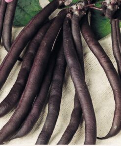 French Bean Purple Queen