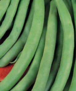 Tendergreen French Bean