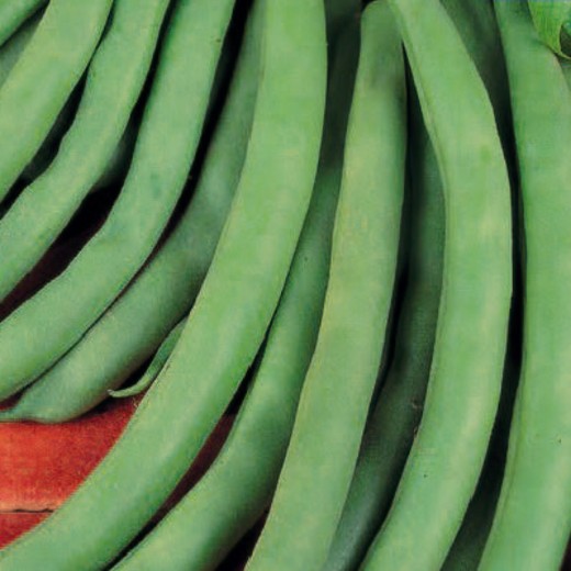 Tendergreen French Bean