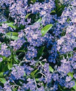 Forget Me Not Indigo