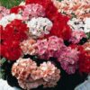 Geranium Magic Beauty