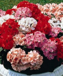 Geranium Magic Beauty
