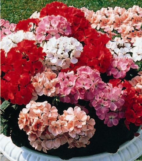 Geranium Magic Beauty