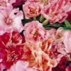 Godetia Double Azalea