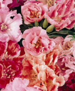 Godetia Double Azalea
