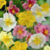 Helianthemum Mutabile