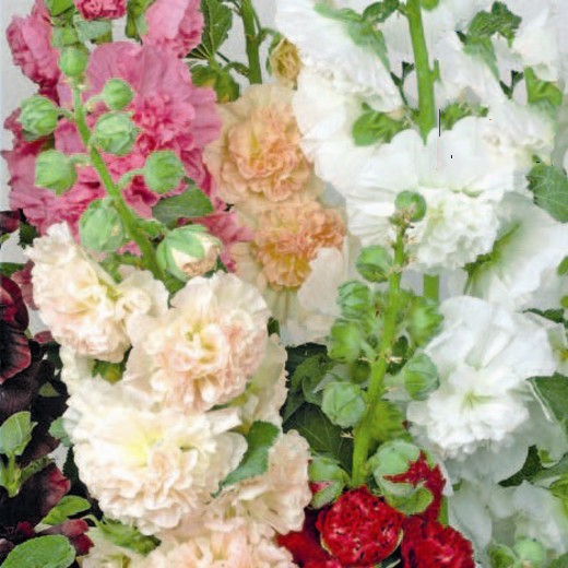 Hollyhocks Double