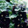 Hollyhocks Nigra