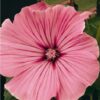 Lavatera Silver Cup