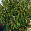 Lemon Basil
