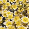 Limnanthes Poached Egg Plant