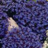 Lobelia Chrystal Palace