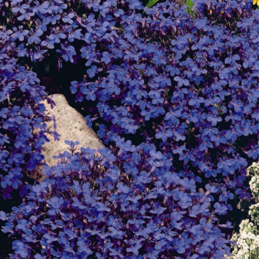 Lobelia Chrystal Palace