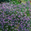 Lobelia Sapphire Blue