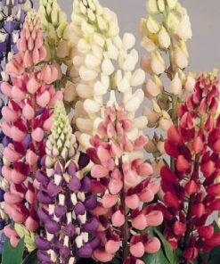 Lupins Russell Hybrids