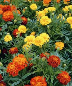 Marigold Petite