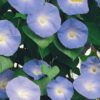 Morning Glory Heavenly Blue