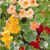 Nasturtum Alaska Mixed
