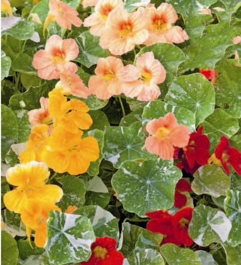 Nasturtum Alaska Mixed