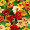 Nasturtium Jewel of Africa