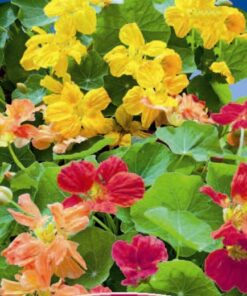Nasturtium Whirlybird