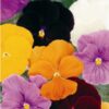 Pansy Clear Crystals