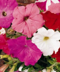 Petunia Balcony