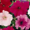 Petunia Colorama