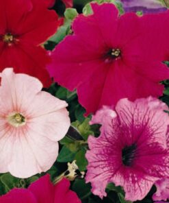 Petunia Colorama