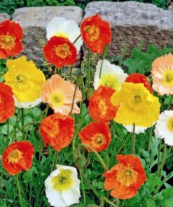 Poppy Iceland Mixed