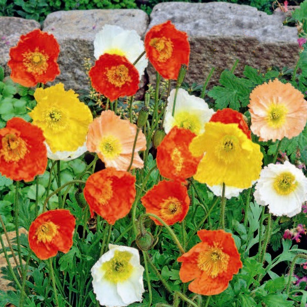 Poppy Iceland Mixed